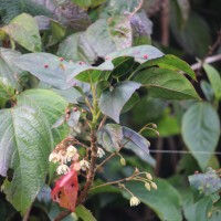 Elaeocarpus glandulifer (Hook. ex Wight) Mast.